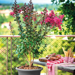 Pot de fleur Cilindro Day R Rosso 20cm