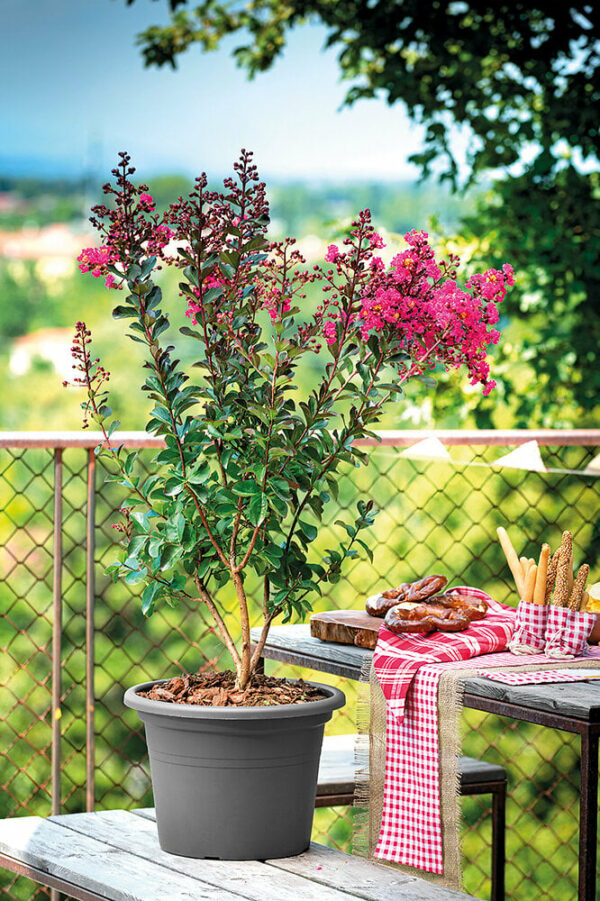 Pot de fleur Cilindro Day R Rosso 20cm