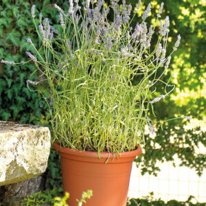 Cilindro Day R Cotto 15cm - Pot de fleur en Recyclat injecté