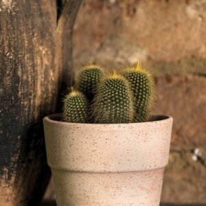 Vaso Liscio Mini Siena Toscana 11cm
