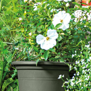Cilindro Day R Verde 35cm