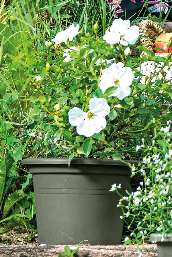 Cilindro Day R Verde 35cm