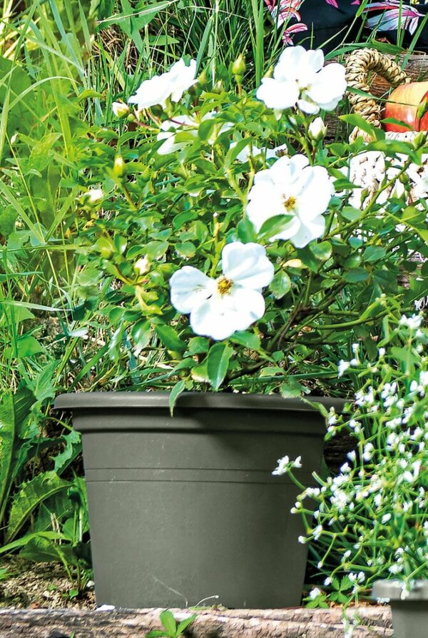 Pot de fleur Cilindro Day R Vert 30cm
