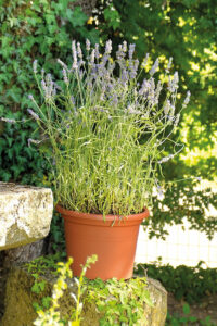 Pot de fleur Cilindro Day R Cotto 50cm