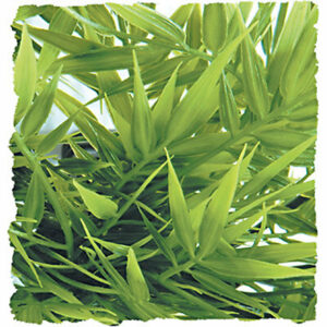 Plante madag bamboo moyen modele bu29e