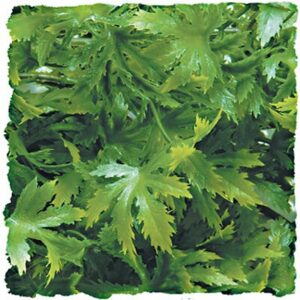 Plante cannabis moyen modele bu26e