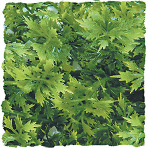 Plante austral maple moyen modèle bu24e