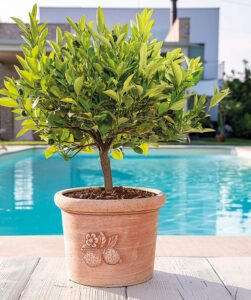 Pot Cylindrique Sicilia 29 cm