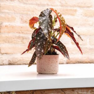 Mini Pot Cylindrique Luna 11 cm - Terre cuite de Galestro