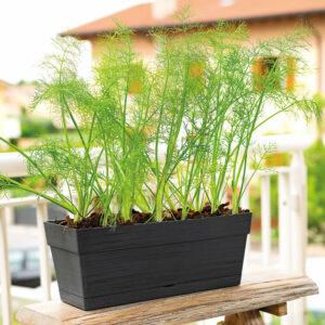 Jardinière Save R Anthracite à réserve d'eau 28 cm