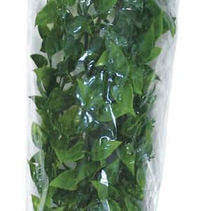 Plante mexic phyllo grand modèle bu30e