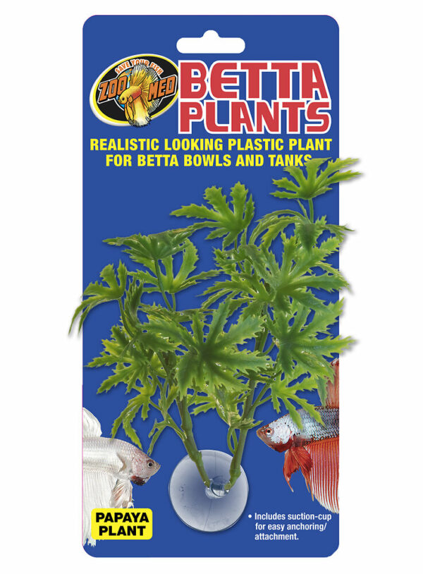 Plante Betta Plant - Papaya BP21 pour aquarium