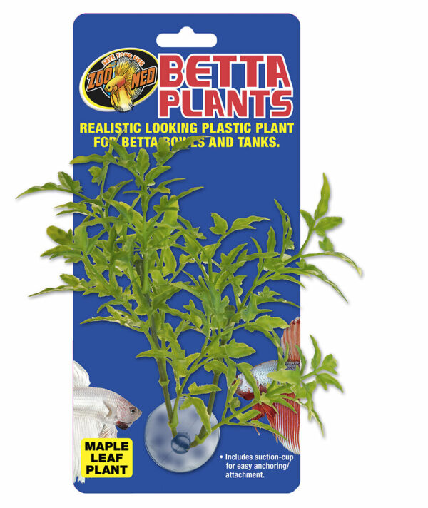 Betta Plant - Maple Leaf BP24