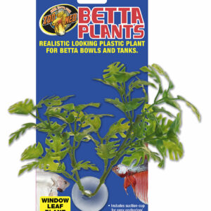 Betta plant - window leaf bp25