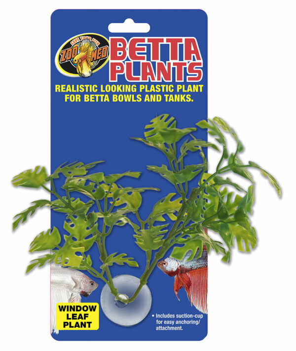 Betta plant - window leaf bp25