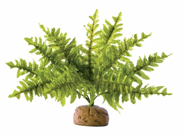 Exo Terra plante fougères pour terrariums