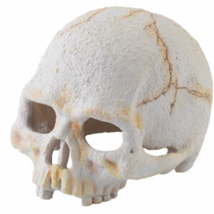 Exo Terra cachette crâne primate small pour reptiles