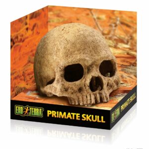 Exo Terra cachette crâne primate