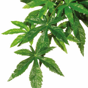 Plante Exo Terra pour climat tropical humide