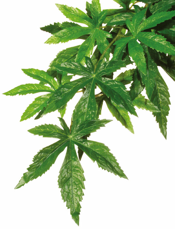 Plante Exo Terra pour climat tropical humide