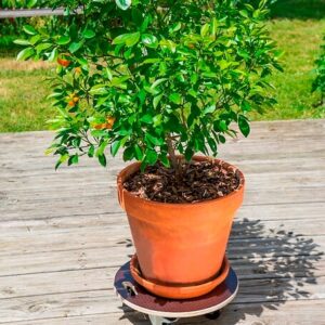 Support à Roulettes Flora Roll Strong – Déplacer Facilement Vos Pots de Fleurs jusqu’à 200 kg