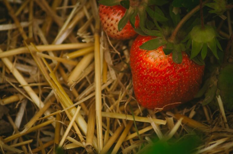 Le paillage : pourquoi et comment pailler efficacement son potager