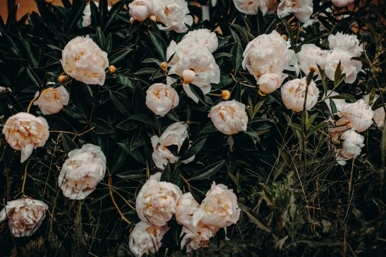 Comment structurer un massif avec des plantes vivaces et arbustes