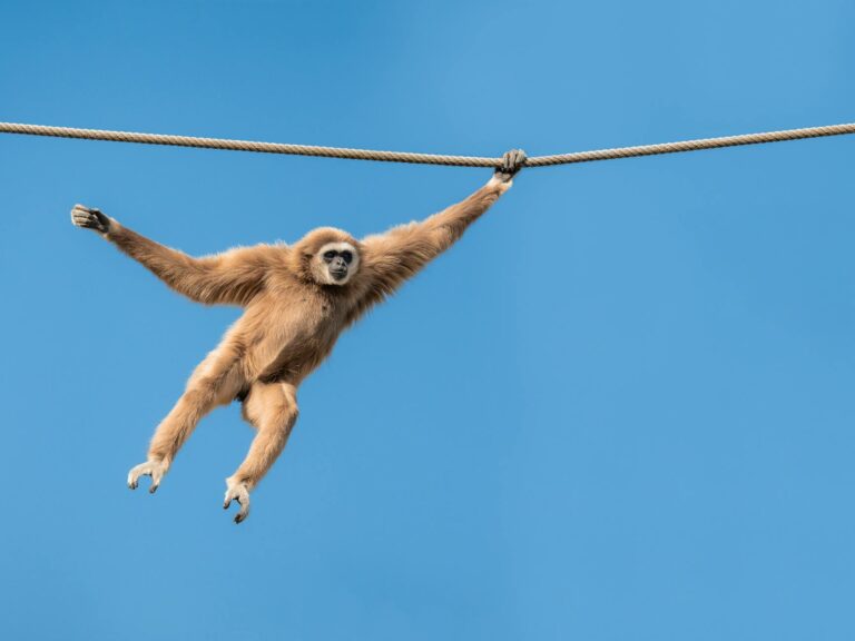 Réaliser une jardinière suspendue avec de la corde et du bois flotté