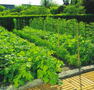 Filet à ramer 1 x 5 TRELLINET pour tuteurs haricots et plantes grimpantes