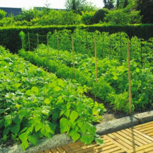 Filet à ramer 1 x 5 TRELLINET pour tuteurs haricots et plantes grimpantes