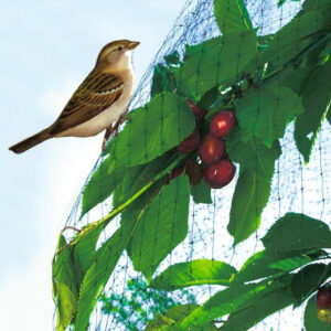 nortene-filet-de-protection-oiseaux-easynet-300x300 Faire pousser ses aromates sur le rebord d’une fenêtre