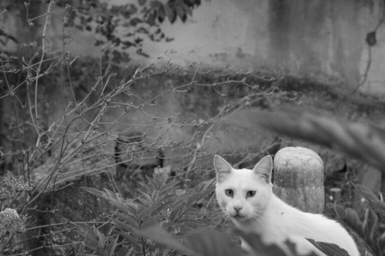 Construire un mur en gabions pour délimiter son jardin