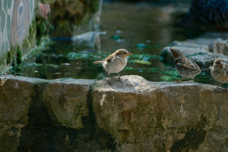 Installer une fontaine de jardin solaire