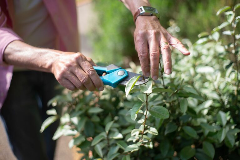 Sécateur à une main et coupe-branches devant un arbuste