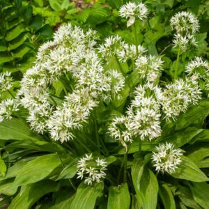 Ail des Ours - BIO
