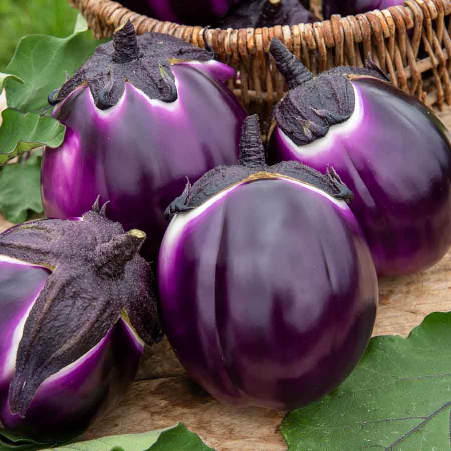Aubergine Violette de Florence (Violetta di Firenze) - BIO