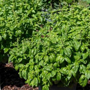 Basilic Grand Vert