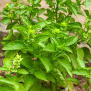 Basilic Marseillais