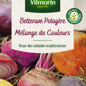 Betterave Potagère Arc-en-Ciel en mélange