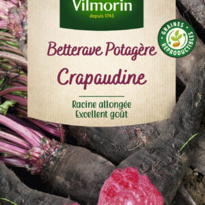 Betterave Potagère Crapaudine - Légumes d'Autrefois