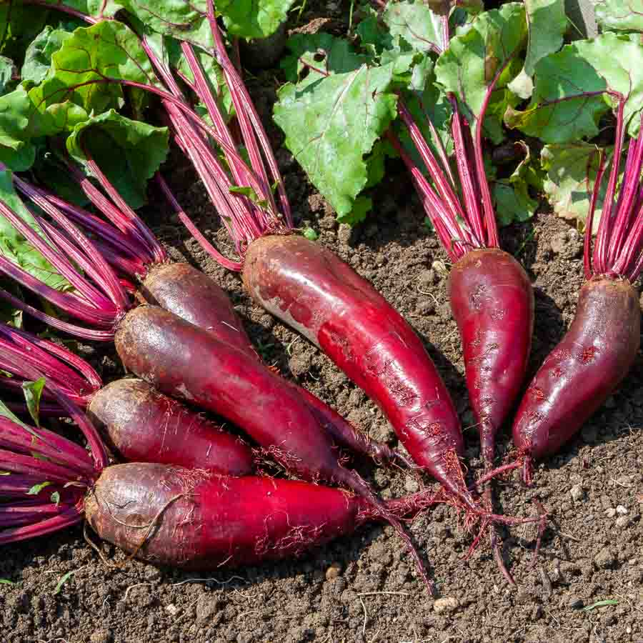 Betterave Potagère Cylindra - BIO