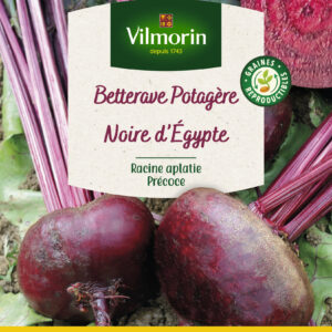 Betterave Potagère Noire Plate d'Egypte - Grand Modèle