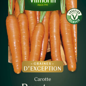 Carotte Presto F1 - Graines d'Exception