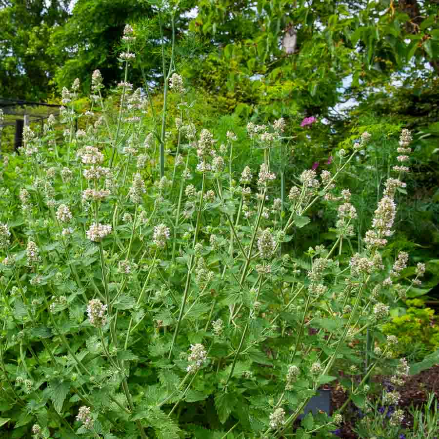 Cataire "Menthe des Chats" (Nepeta cataria) - Grand Modèle