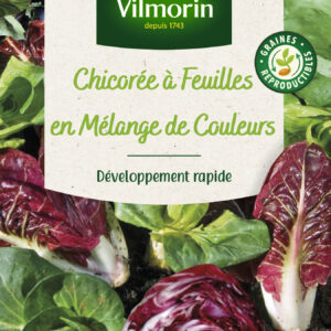 Chicorée à Feuilles en mélange