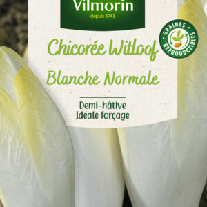 Chicorée Witloof (endive) Blanche Normale