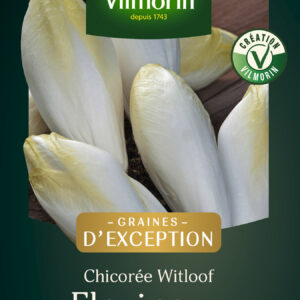 Chicorée Witloof (endive) Flexine HF1
