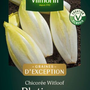 Chicorée Witloof Platine (type Bruxelles) - Graines d'Exception