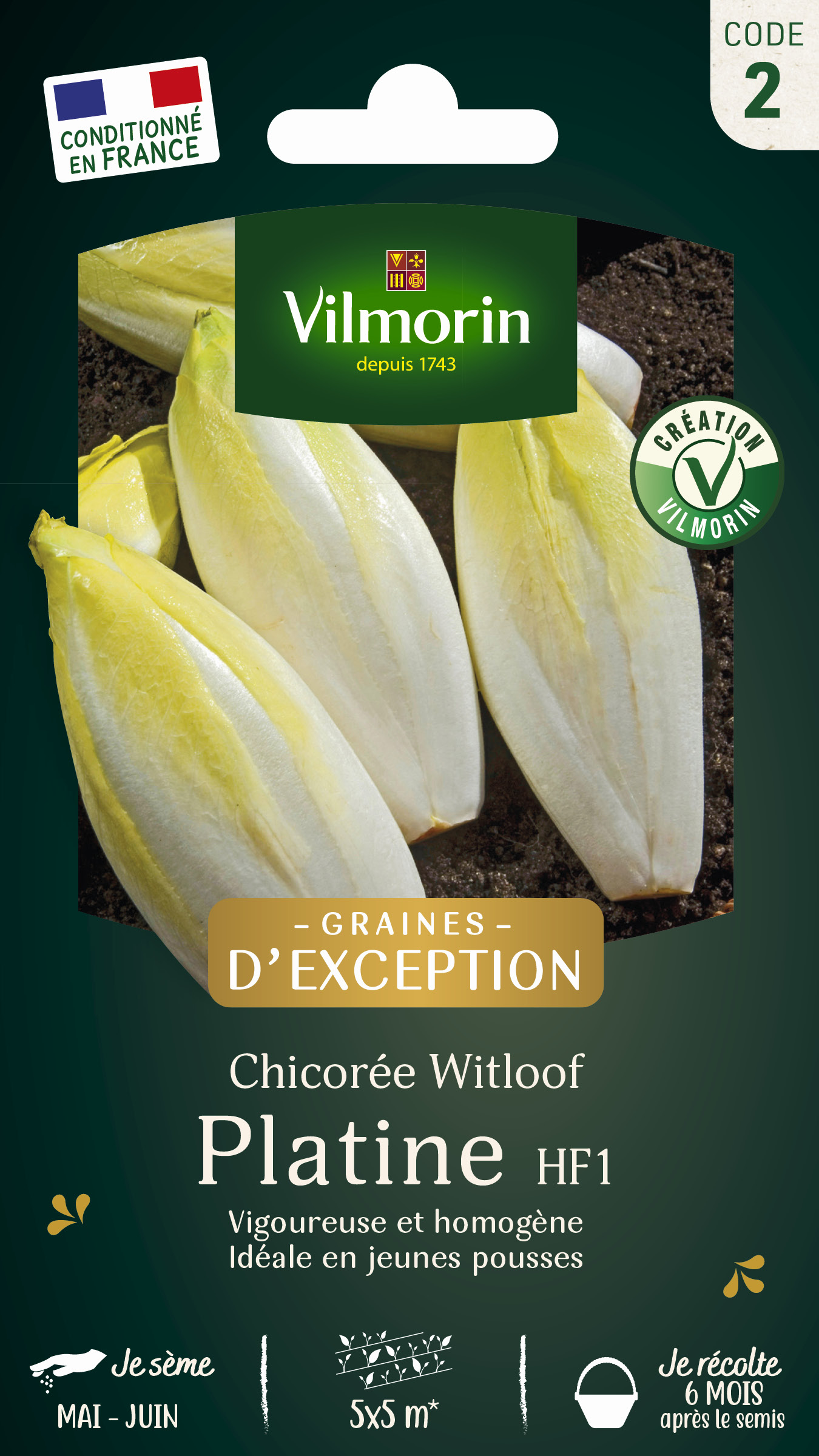 Chicorée Witloof Platine (type Bruxelles) - Graines d'Exception
