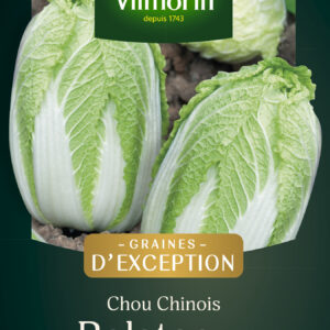 Chou Chinois Polstar HF1 - Graines d'Exception